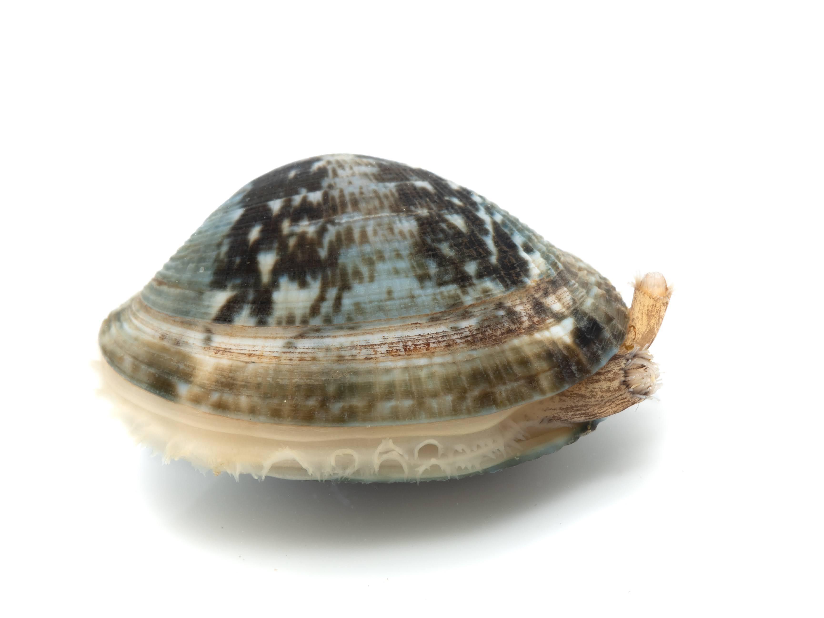 三重大学 生物資源学部・大学院生物資源学研究科 | 【プレスリリース】天然海域におけるアサリの食性を解明-珪藻特異的DNAメタバーコーディング ...