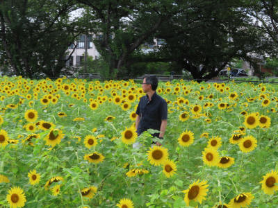 sunflower